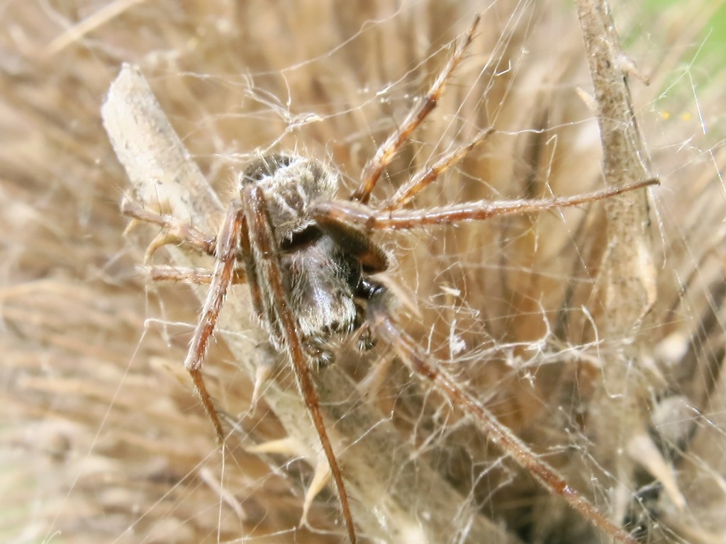 Maschio di Agalenatea redii - Acquapendente (VT)