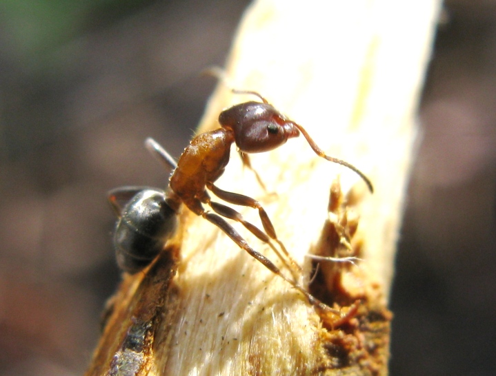 Formicha Liometopum microcephalum su pioppo nero