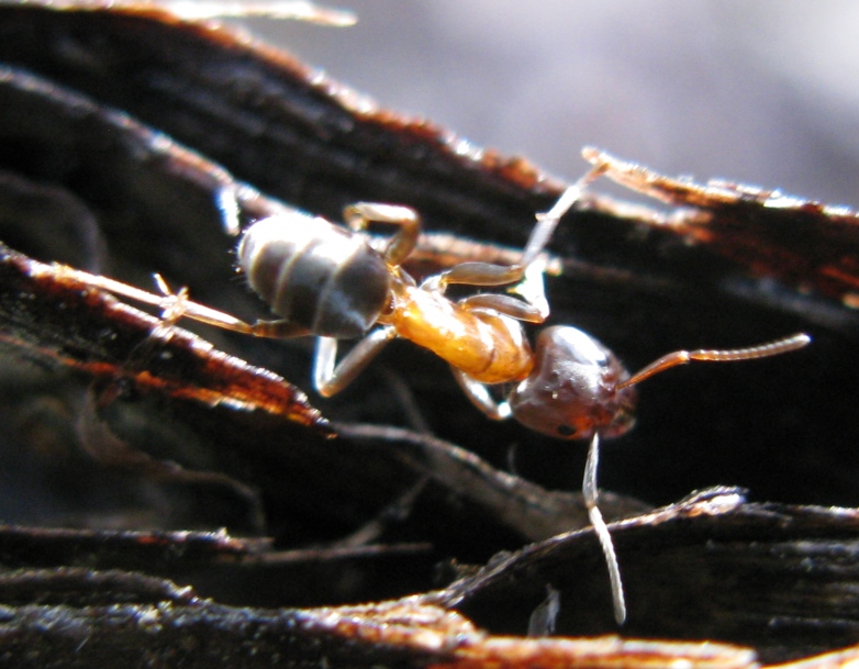 Formicha Liometopum microcephalum su pioppo nero