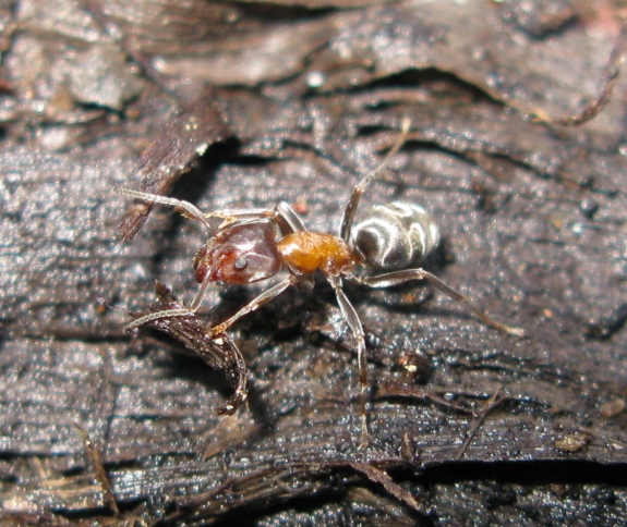 Formicha Liometopum microcephalum su pioppo nero