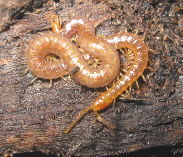 Clinopdes flavidus (?) e Henia vesuviana