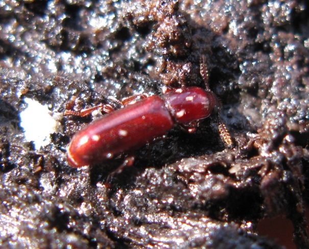 Coleottero rosso cinabro da determinare - Corticeus unicolor