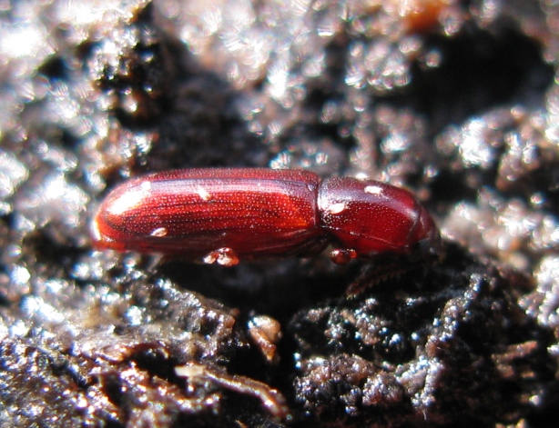 Coleottero rosso cinabro da determinare - Corticeus unicolor