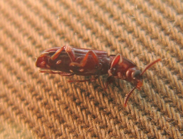 Coleottero rosso cinabro da determinare - Corticeus unicolor