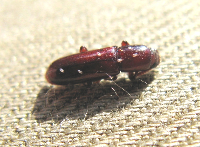 Coleottero rosso cinabro da determinare - Corticeus unicolor