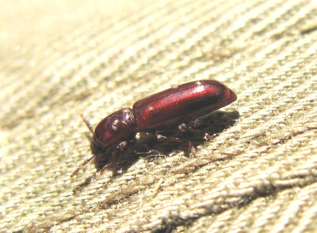 Coleottero rosso cinabro da determinare - Corticeus unicolor