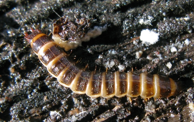 Larva di ... Stenagostus rhombeus (cf.) - Elateridae