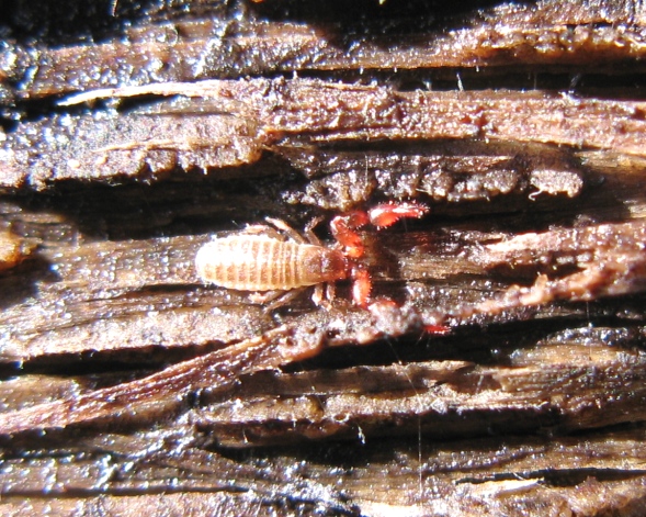 Pseudoscorpiones: Chernetidae