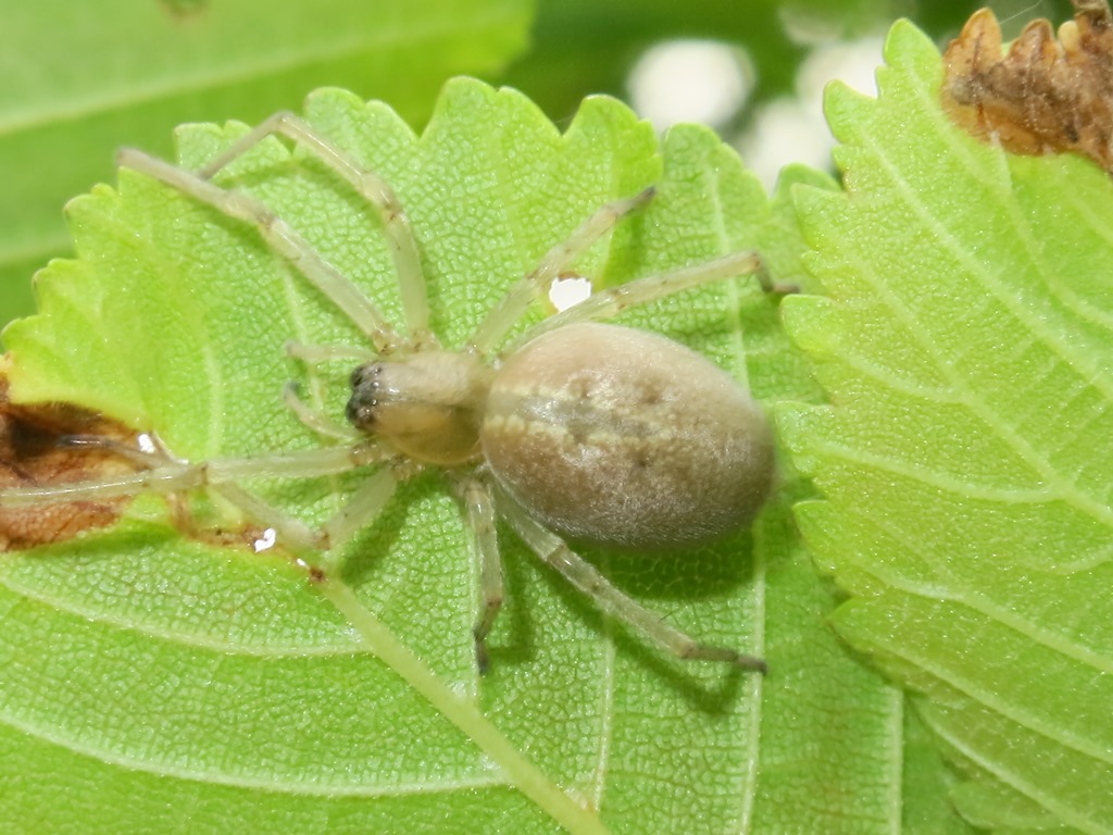 Cheiracanthium mildei, femmina