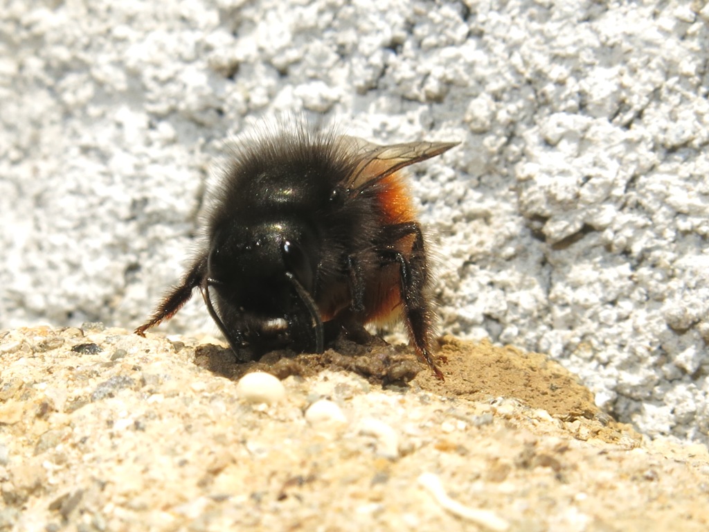 Osmia cornuta riadatta nido di Chalicodoma sp.