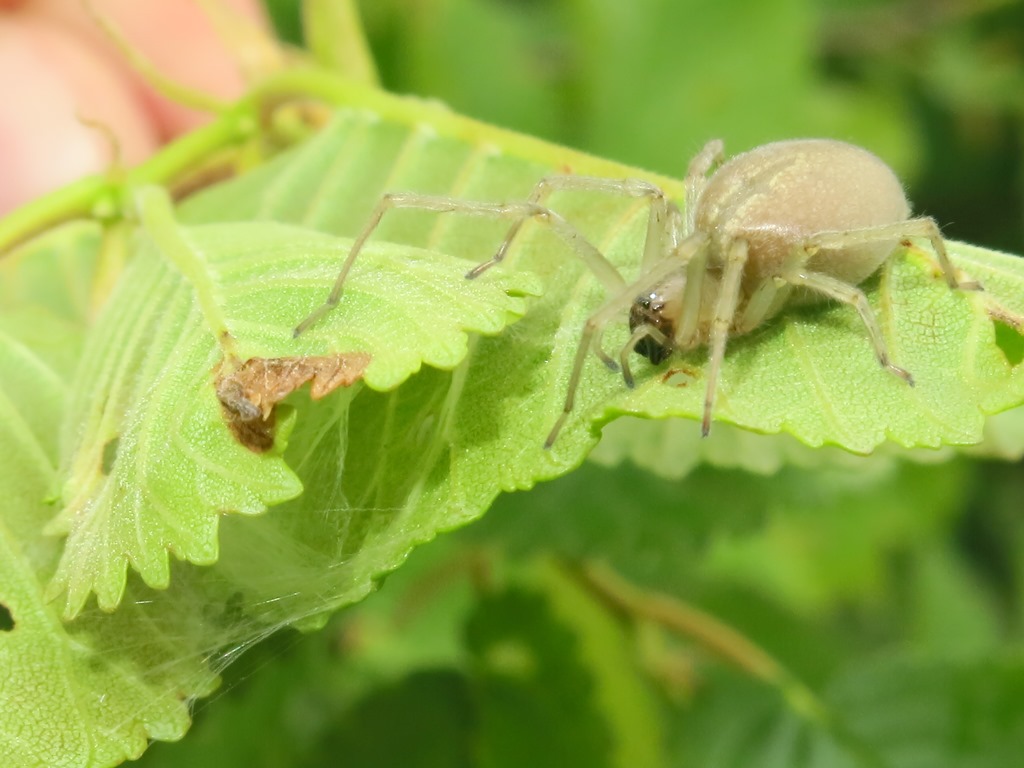 Cheiracanthium mildei, femmina