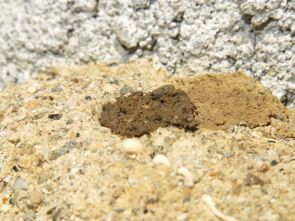 Osmia cornuta riadatta nido di Chalicodoma sp.