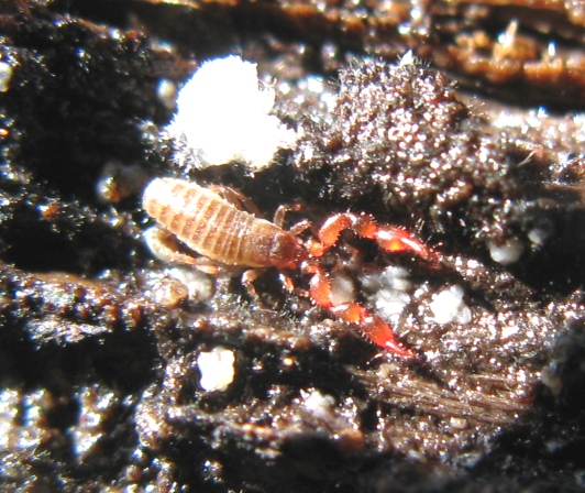 Pseudoscorpiones: Chernetidae