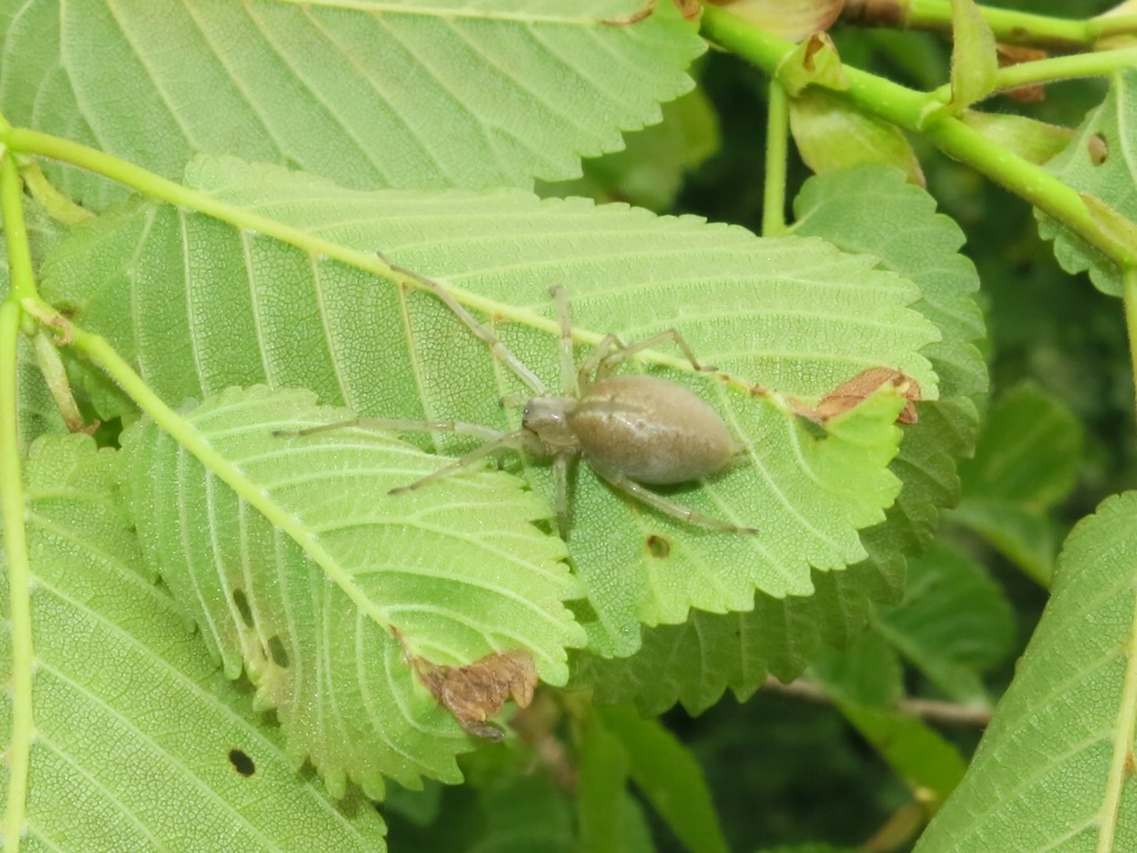 Cheiracanthium mildei, femmina