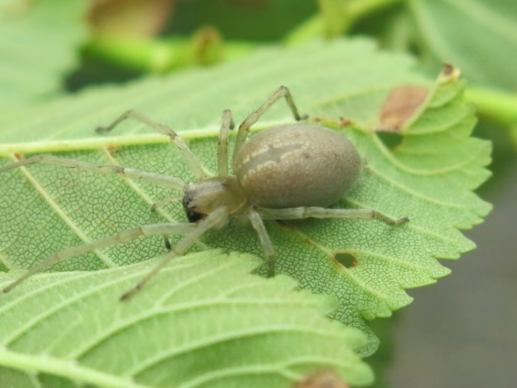 Cheiracanthium mildei, femmina