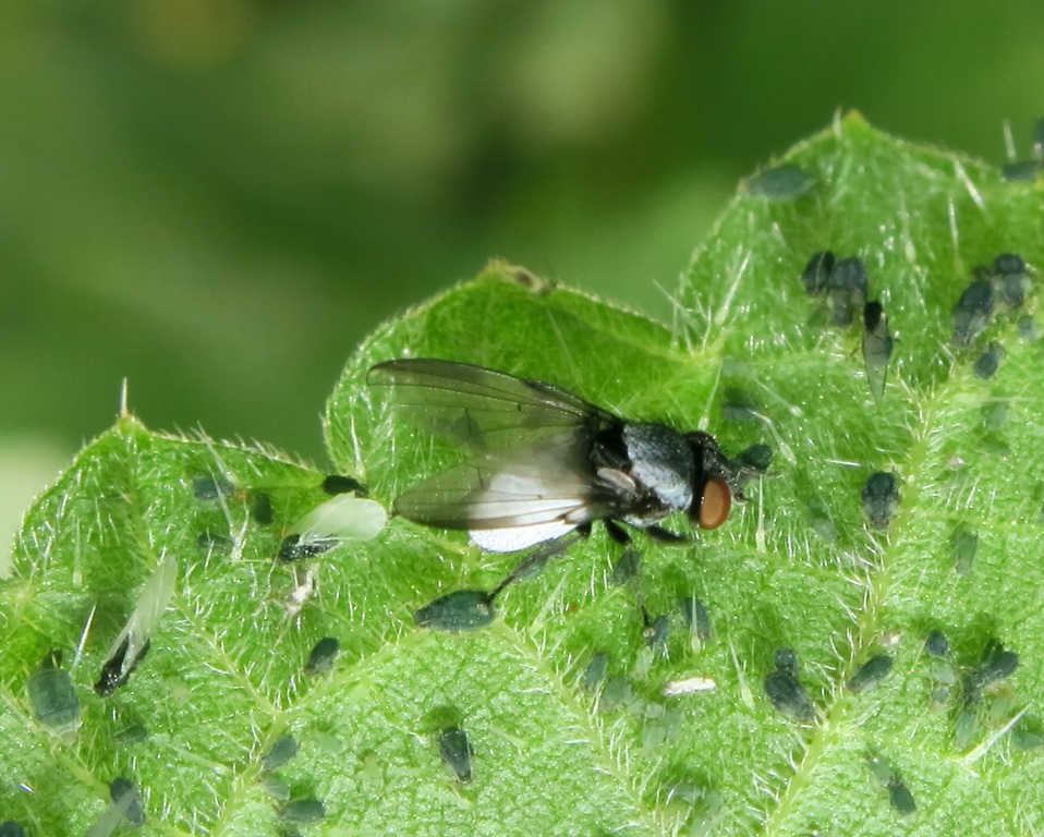 Mosca addome bianco da identificare: Milichia sp. (Milichiidae)