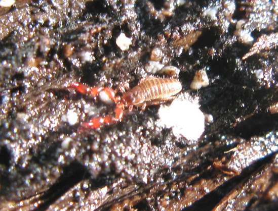 Pseudoscorpiones: Chernetidae