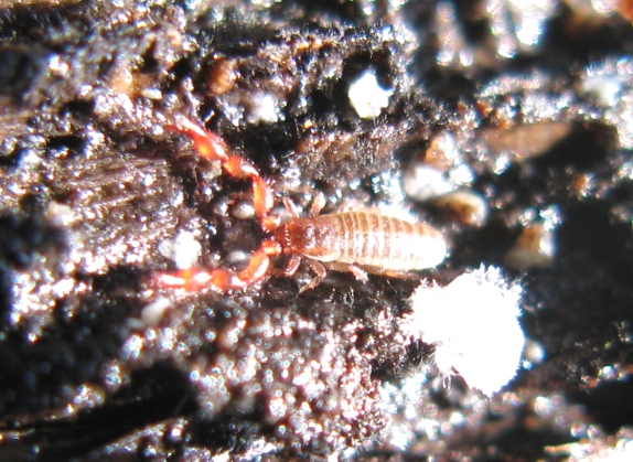 Pseudoscorpiones: Chernetidae