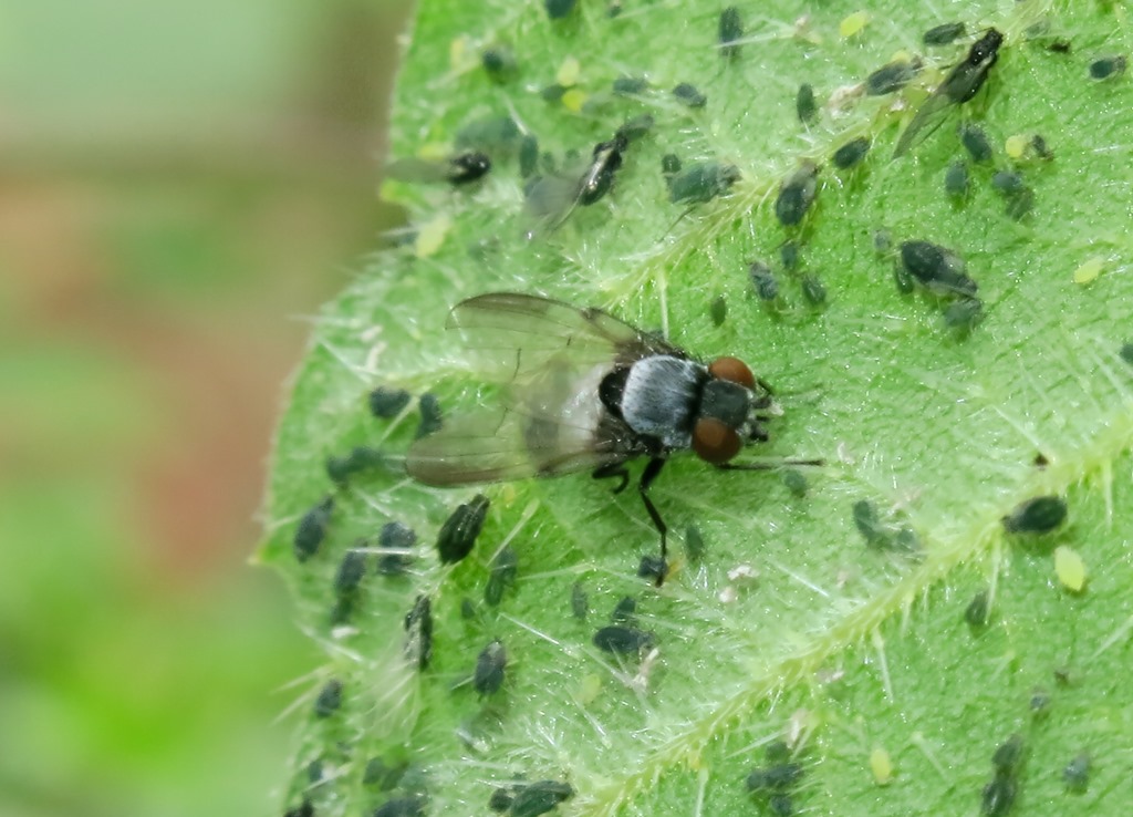 Mosca addome bianco da identificare: Milichia sp. (Milichiidae)