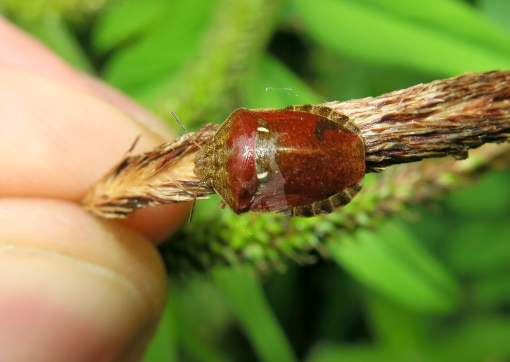 Scutellaridae: Eurygaster maura ed Eurygaster testudinaria