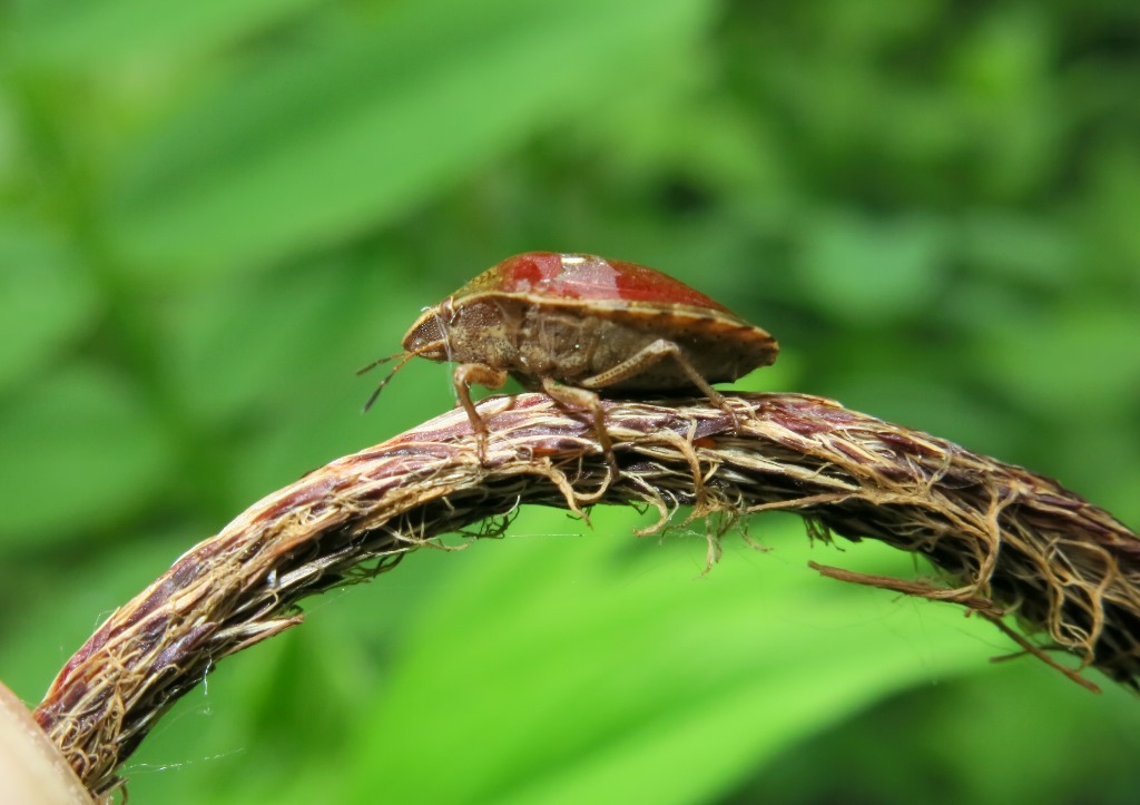 Scutellaridae: Eurygaster maura ed Eurygaster testudinaria