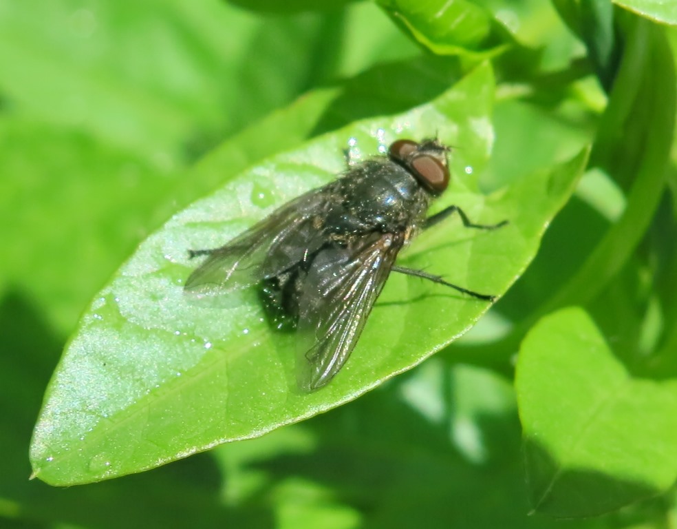 Pollenia sp. maschio (Calliphoridae)