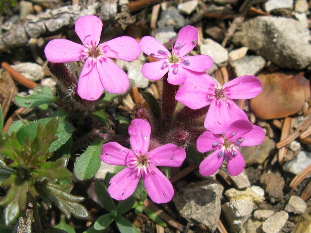 Saponaria ocymoides (Caryophyllaceae)