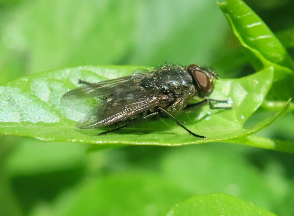 Pollenia sp. maschio (Calliphoridae)