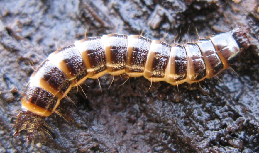 Larva di ... Stenagostus rhombeus (cf.) - Elateridae