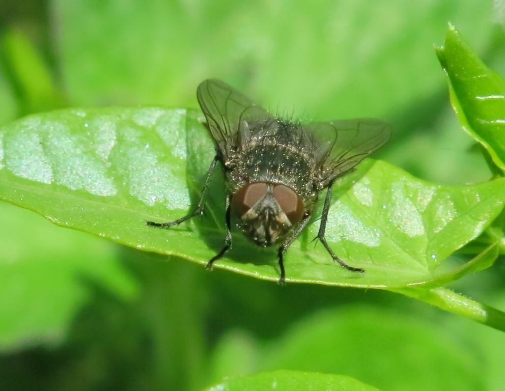 Pollenia sp. maschio (Calliphoridae)