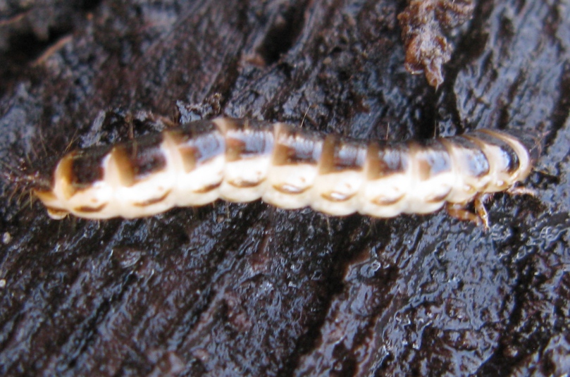 Larva di ... Stenagostus rhombeus (cf.) - Elateridae