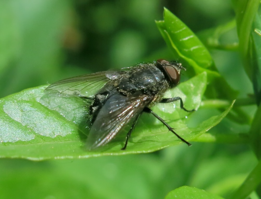 Pollenia sp. maschio (Calliphoridae)