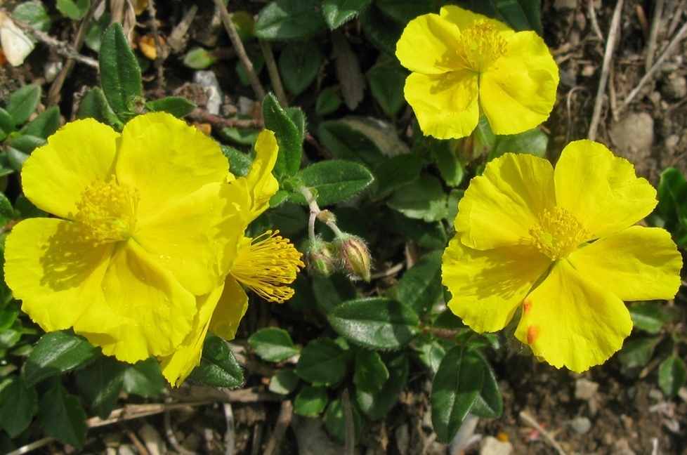 Helianthemum sp.