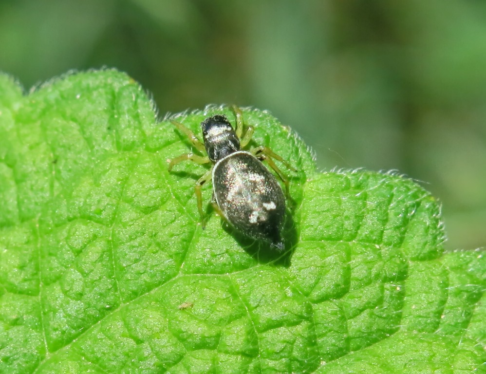 Salticidae:  Heliophanus cupreus, femmina - Acquapendente (VT)