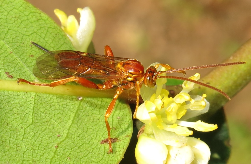 Ichneumonidae: Theronia atalantae