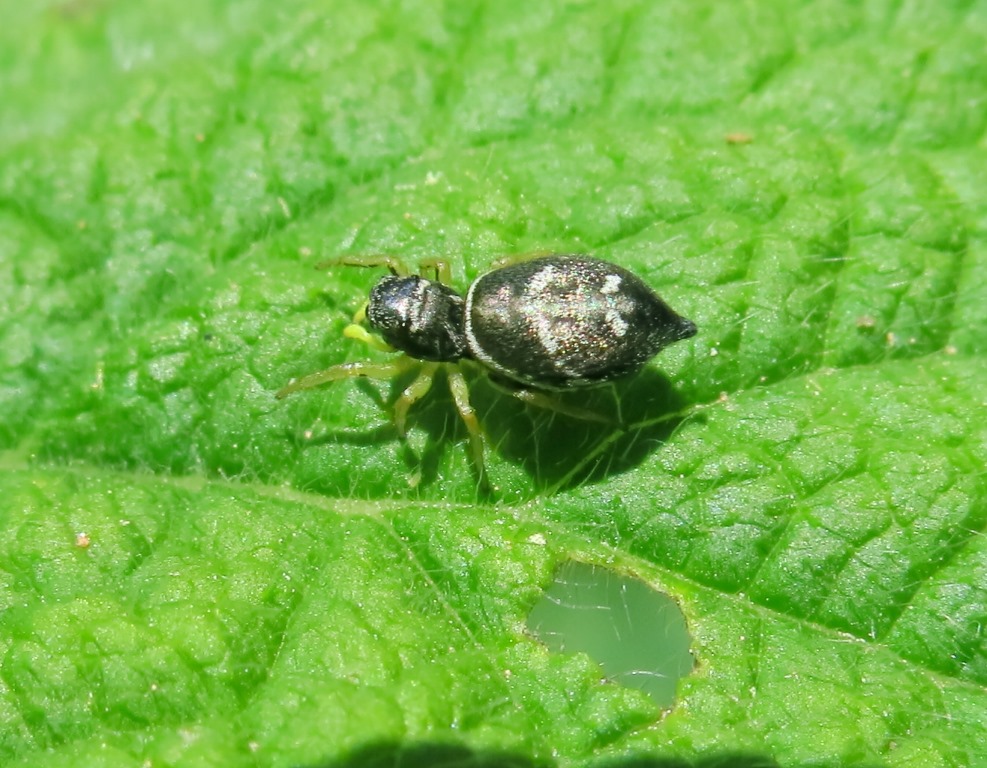 Salticidae:  Heliophanus cupreus, femmina - Acquapendente (VT)