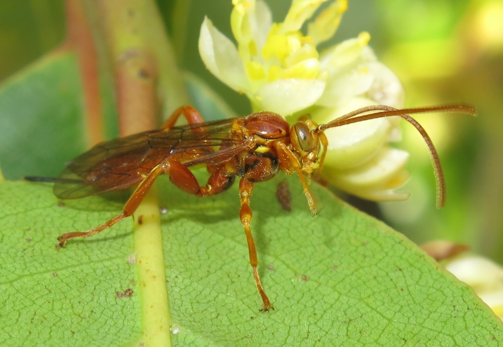 Ichneumonidae: Theronia atalantae