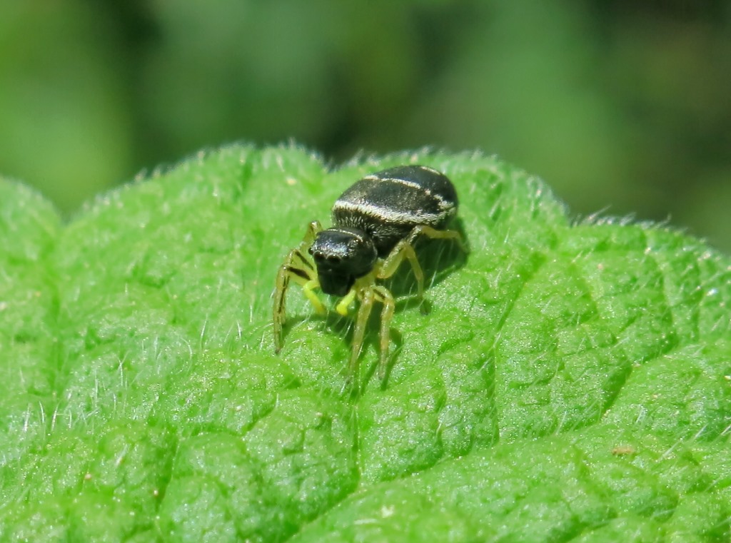 Salticidae:  Heliophanus cupreus, femmina - Acquapendente (VT)