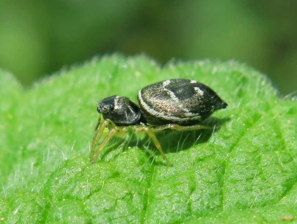 Salticidae:  Heliophanus cupreus, femmina - Acquapendente (VT)