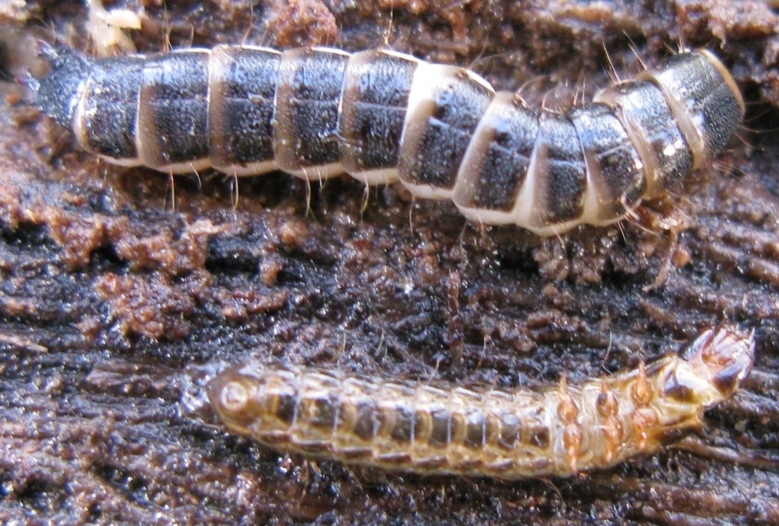 Larva di ... Stenagostus rhombeus (cf.) - Elateridae