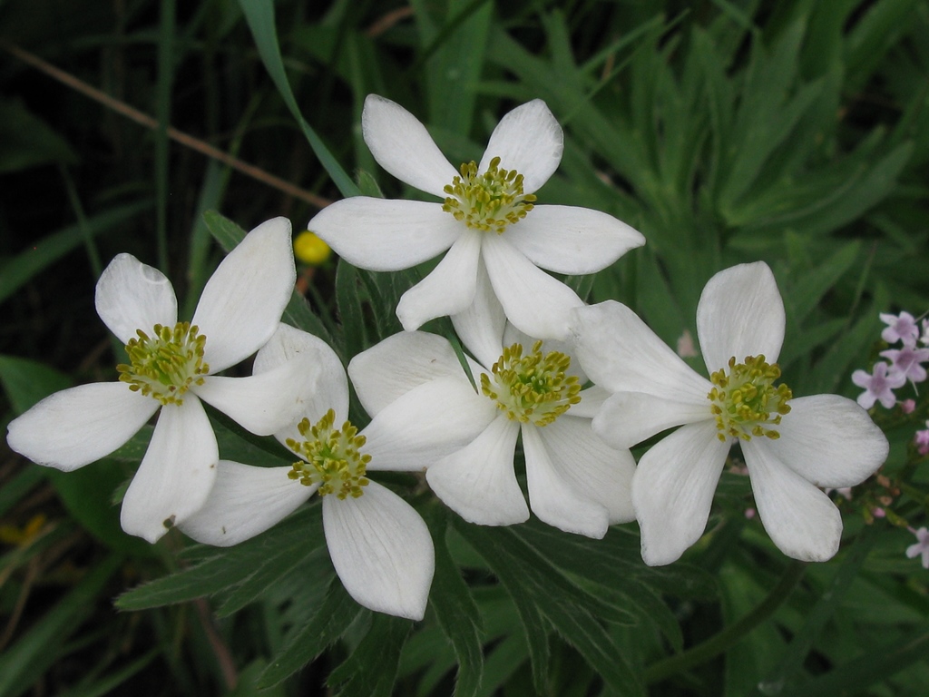 Anemonastrum narcissiflorum