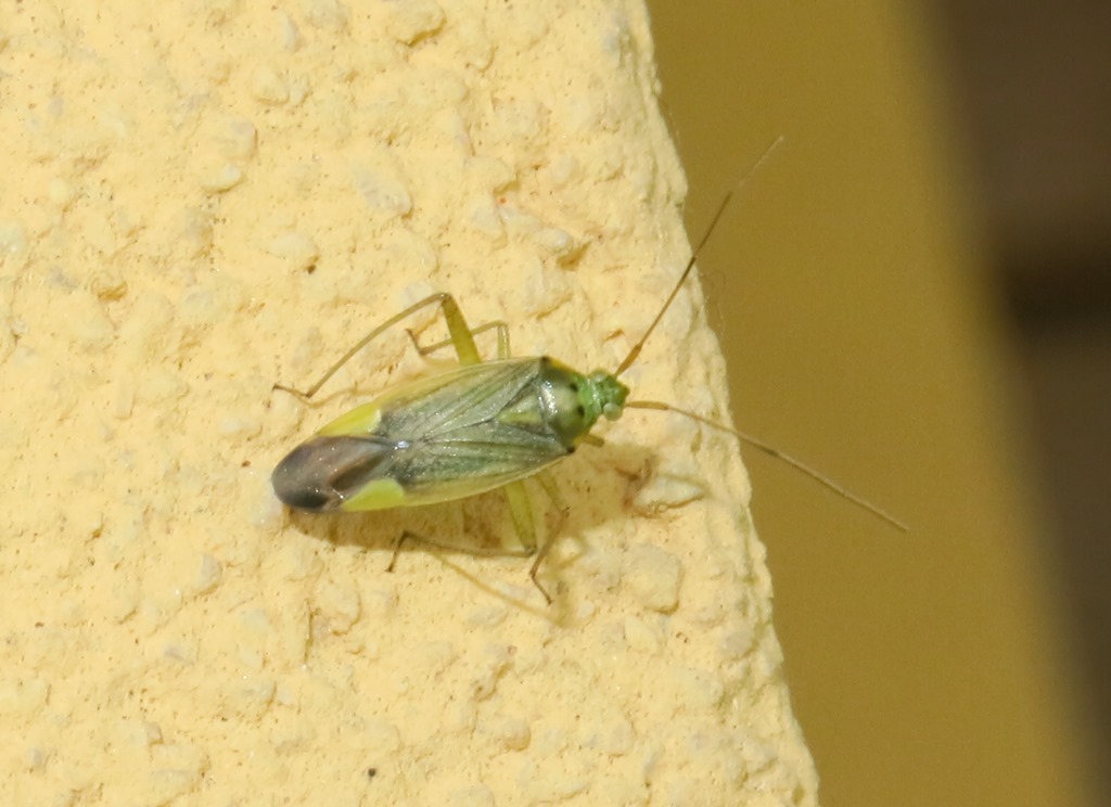 Miridae: Closterotomus trivialis