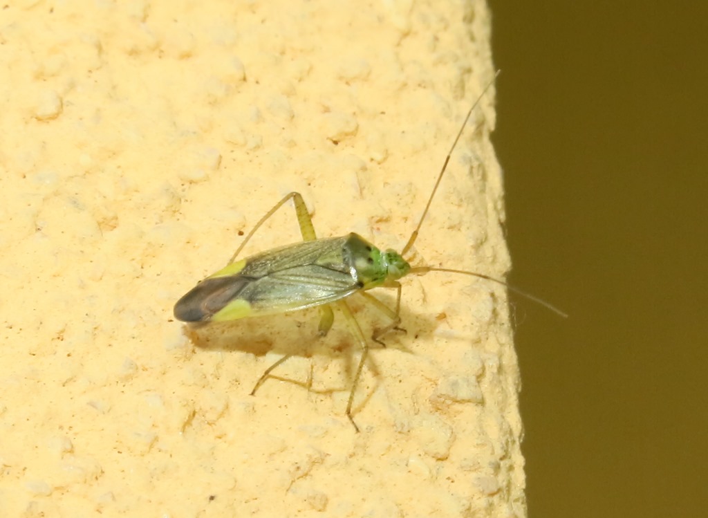 Miridae: Closterotomus trivialis