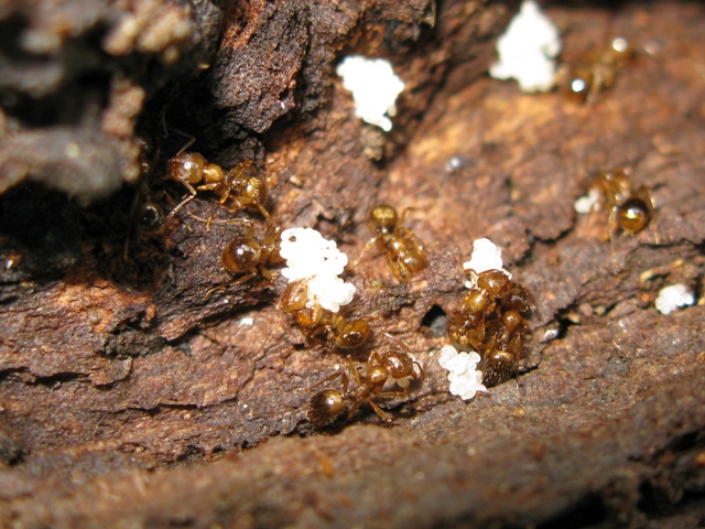 Pheidole pallidula? No. Probabili Aphaenogaster subterranea