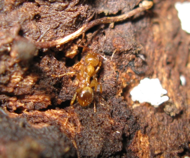 Pheidole pallidula? No. Probabili Aphaenogaster subterranea