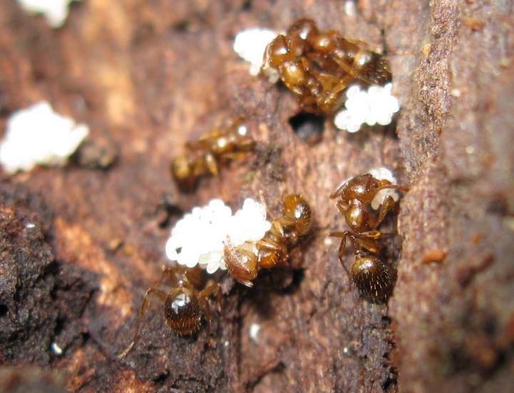 Pheidole pallidula? No. Probabili Aphaenogaster subterranea