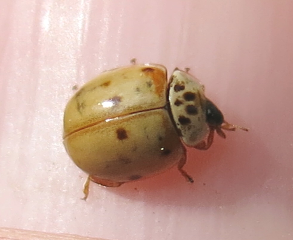 Coccinellidae - Adalia decempunctata