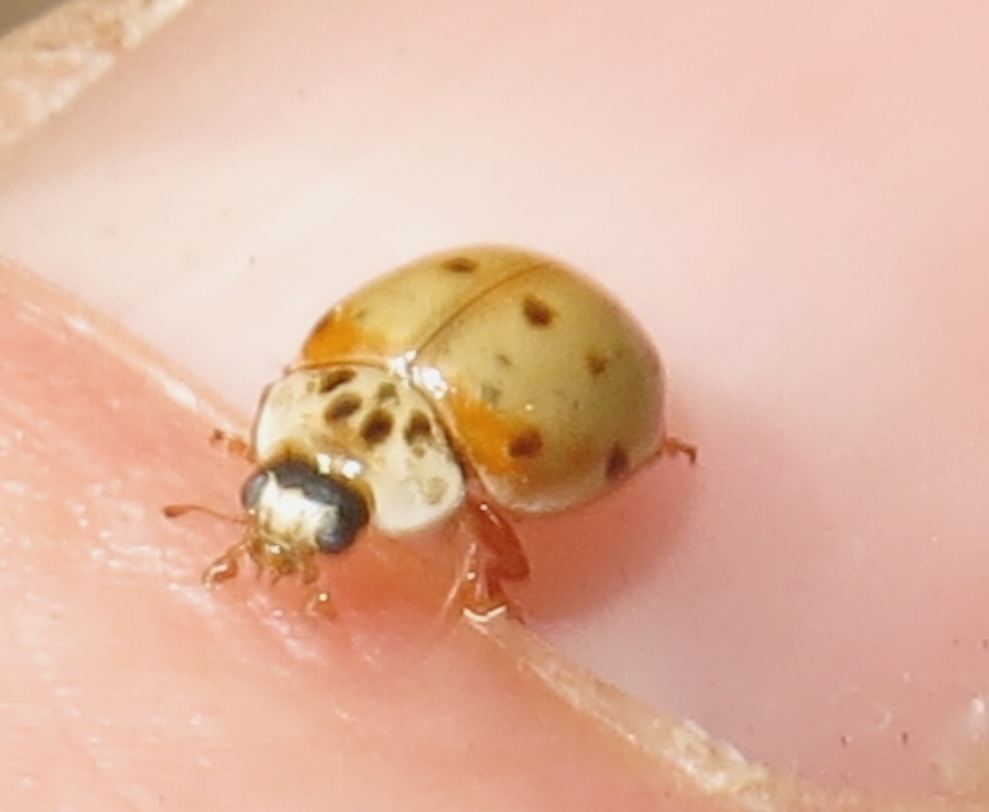 Coccinellidae - Adalia decempunctata