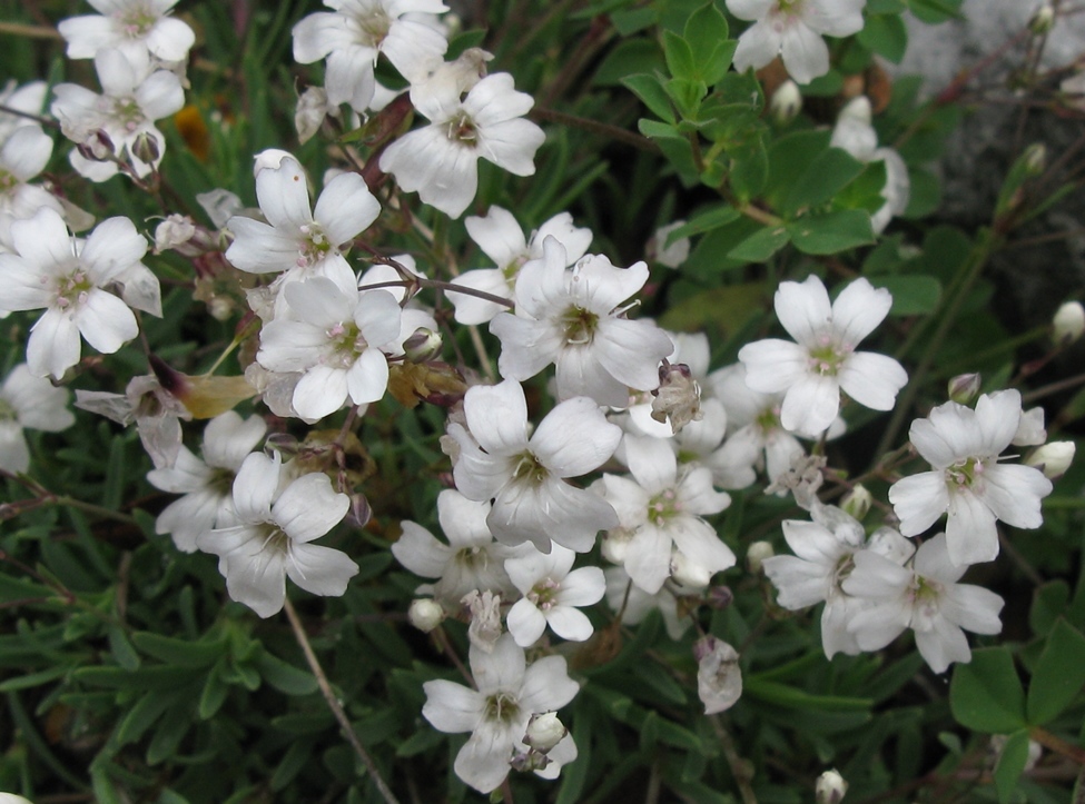 Gypsophila repens (Caryophyllaceae)