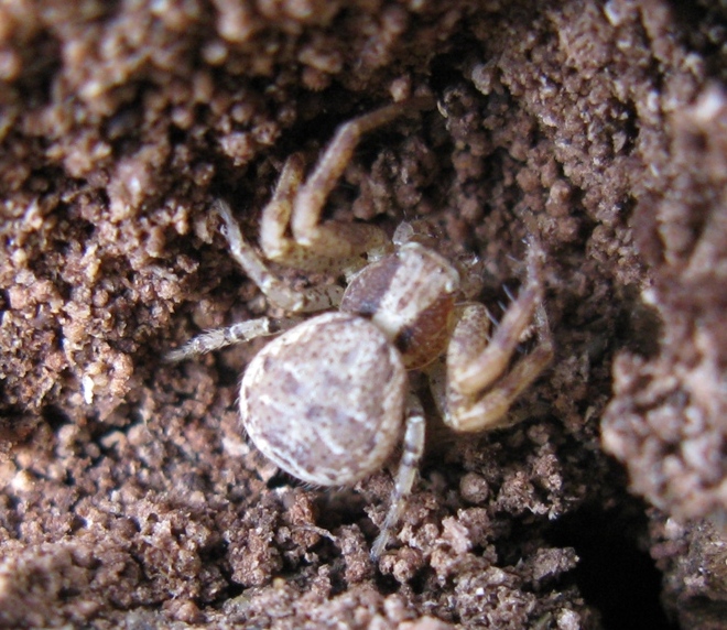 Xysticus sp. - Acquapendente (VT)